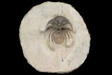Bargain, Spiny Kolihapeltis Trilobite - Rare Species #141787-1